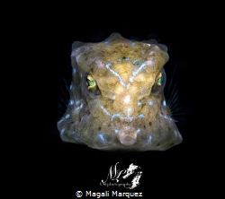 Juvenile yellow boxfish 
With Retra snoot 
F16.0 1/250 ... by Magali Marquez 